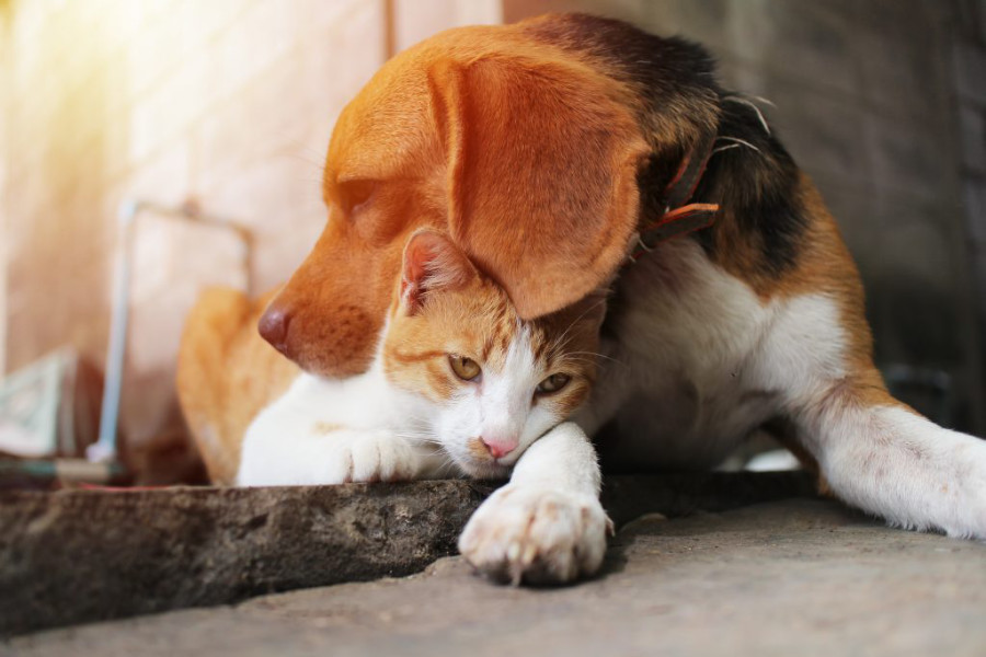 DUELO POR LA PÉRDIDA DE UNA MASCOTA